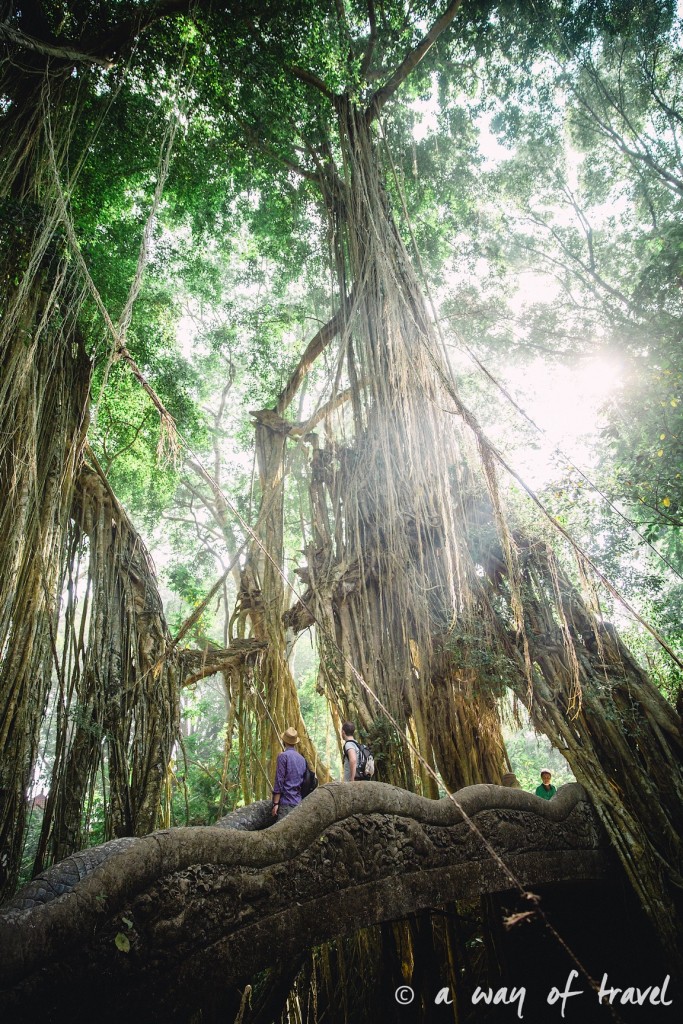Ubud Bali foret singes monkey forest quoi faire idée touristique 14