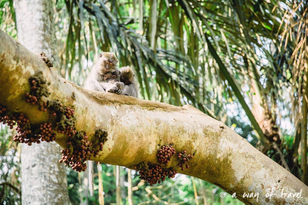 Ubud Bali foret singes monkey forest quoi faire idée touristique 7