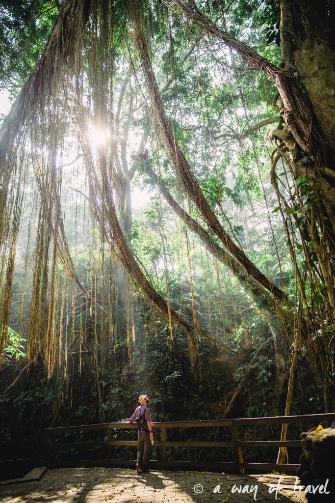 Ubud Bali foret singes monkey forest quoi faire idée touristique 9