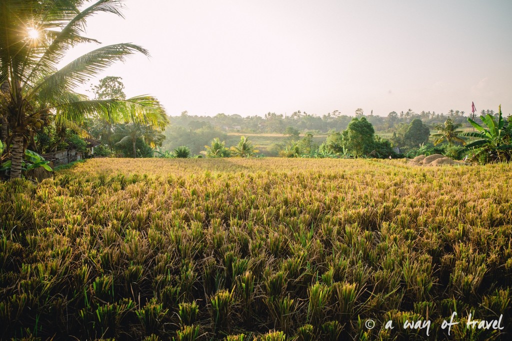visit Ubud Indonesia Bali quoi faire rizière sana penestanan idée Jl. Subak Sok Wayah, Tjampuhan