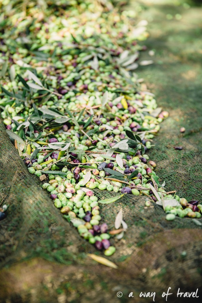 Crête olives par terre champs fields