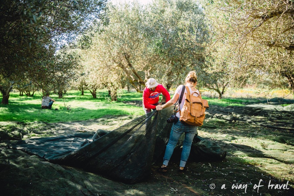 Crête ramasser olives pour huile grece