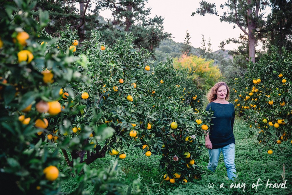 Fodele  Crete champ orange agrotourisme visit-155