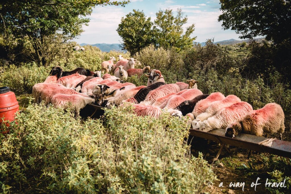 The Shepherd's Shelter Mount Ida mouton rose Crete-110