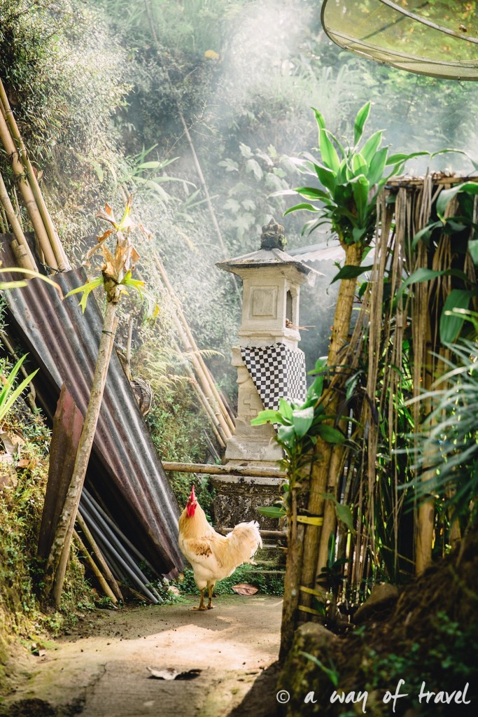 bali indonesie visiter munduk chute waterfall 21