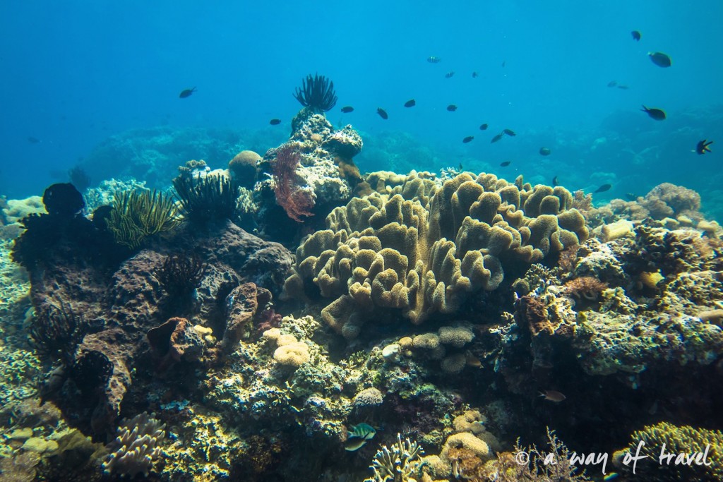 fond marin photos aquatique lovina permuteran bali visit 16