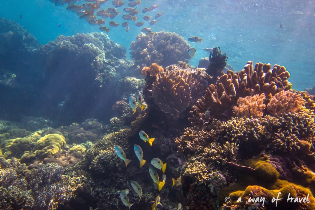 fonds marins lovina permuteran bali visit 17