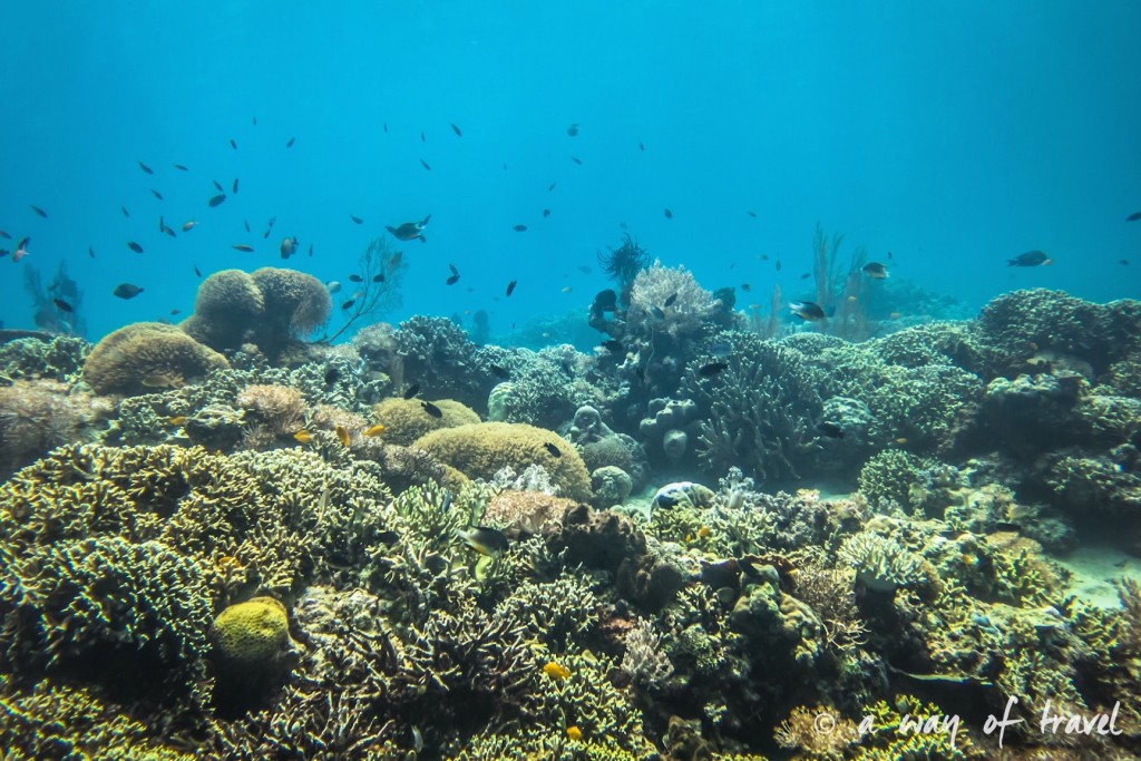 lovina permuteran bali visit photo sous marine