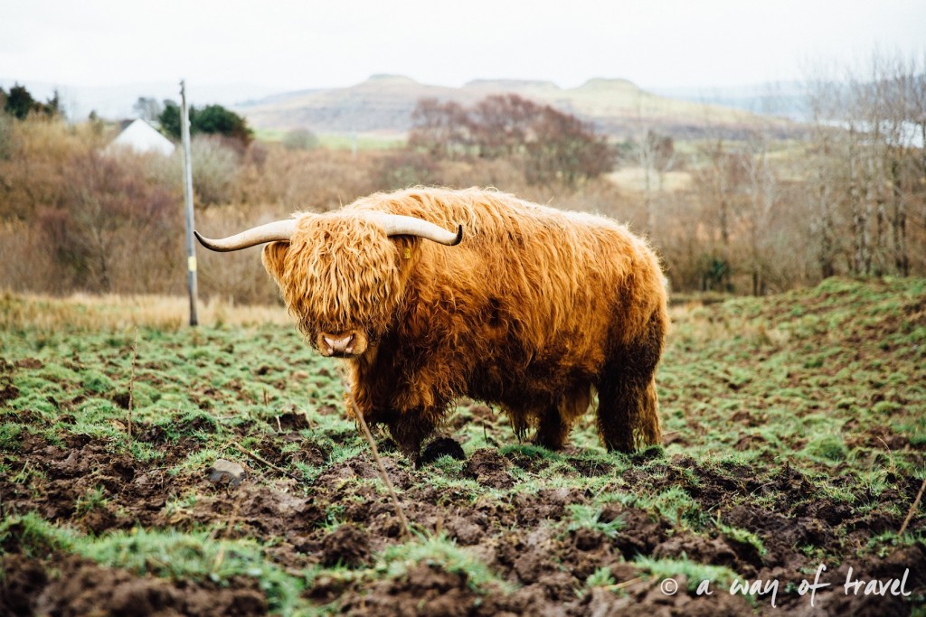 Ecosse visit scotland roadtrip isle skye blog cow higlands 30