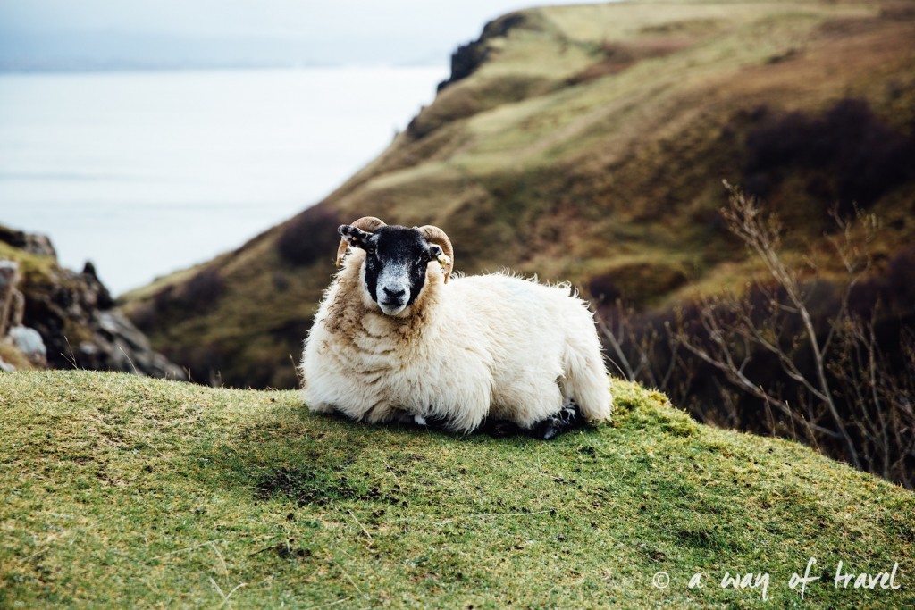 Ecosse visit scotland roadtrip isle skye blog sheep 13