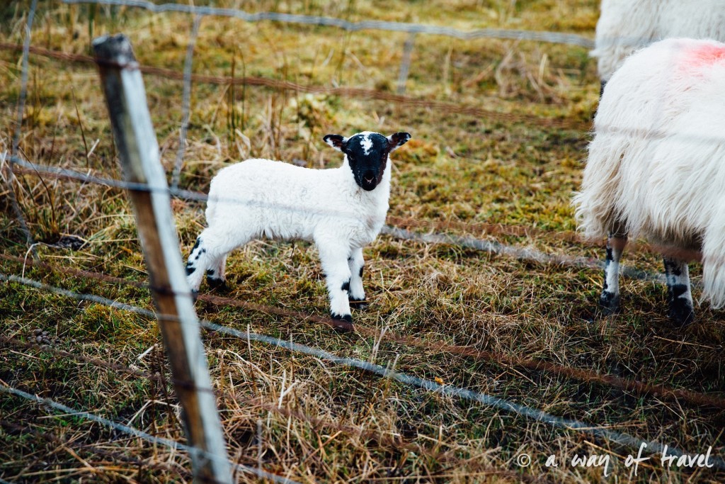 Road trip visit Ecosse scotland torridon applecross  12
