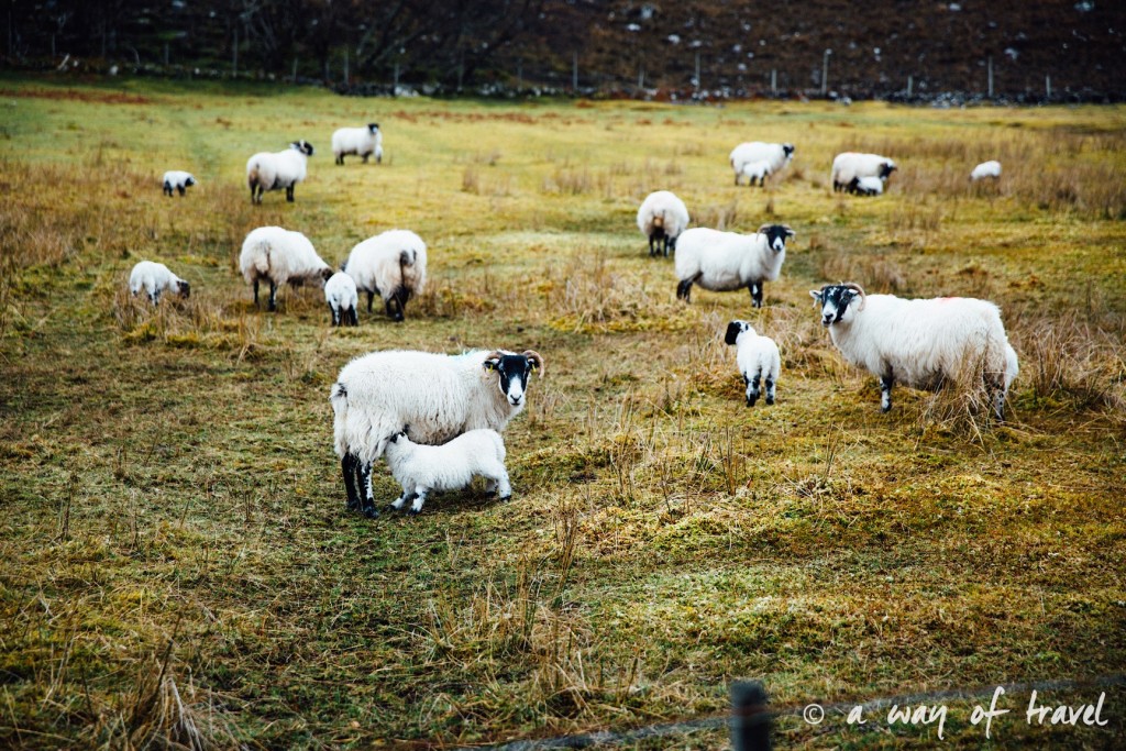 Road trip visit Ecosse scotland torridon applecross  13