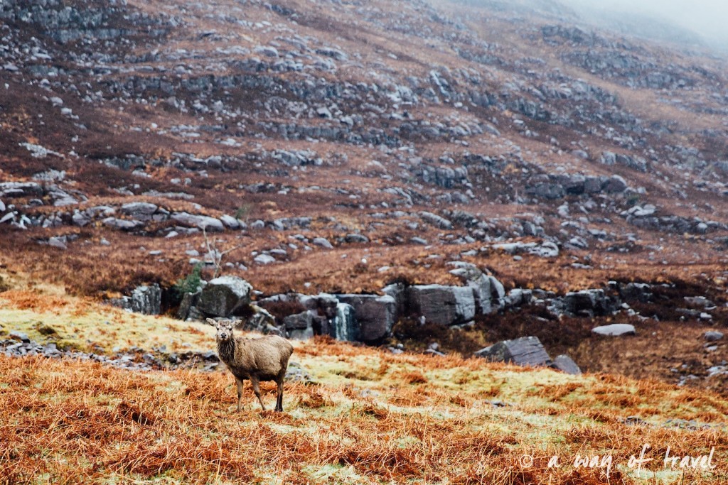 Road trip visit Ecosse scotland torridon applecross  18
