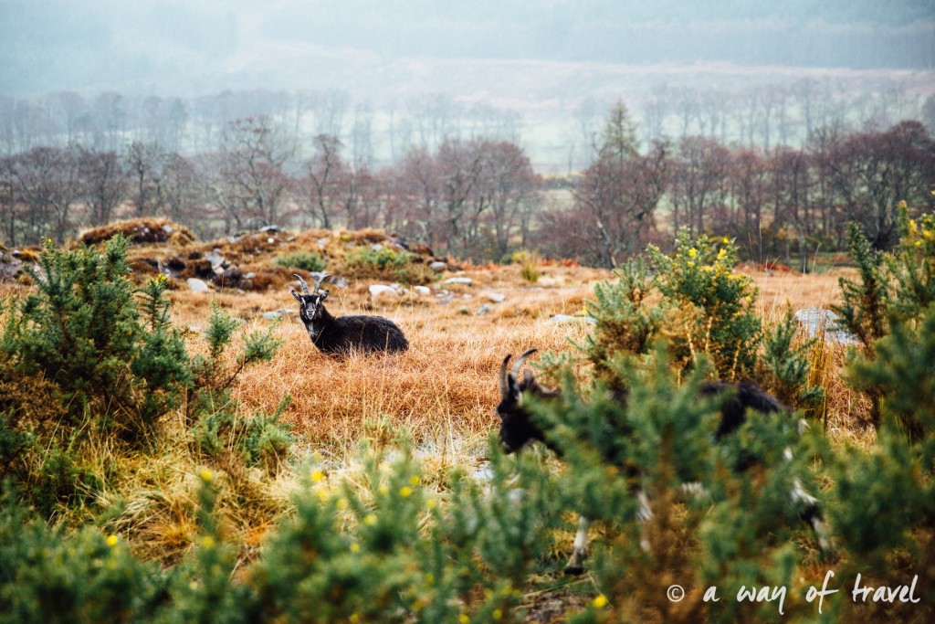 Road trip visit Ecosse scotland torridon applecross  25