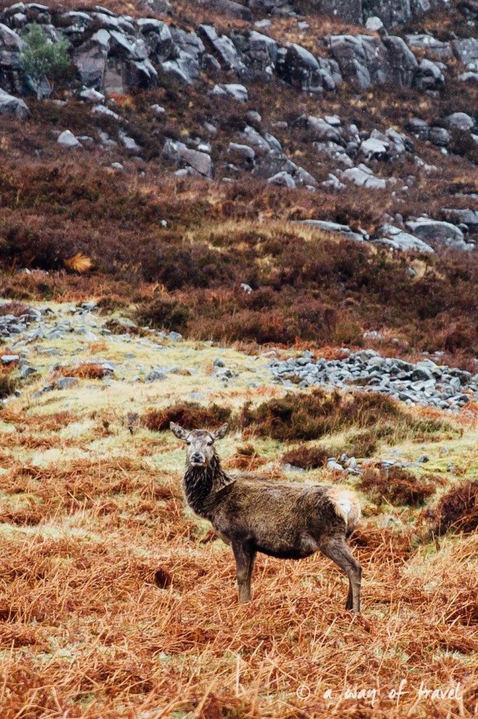 Road trip visit Ecosse scotland torridon applecross