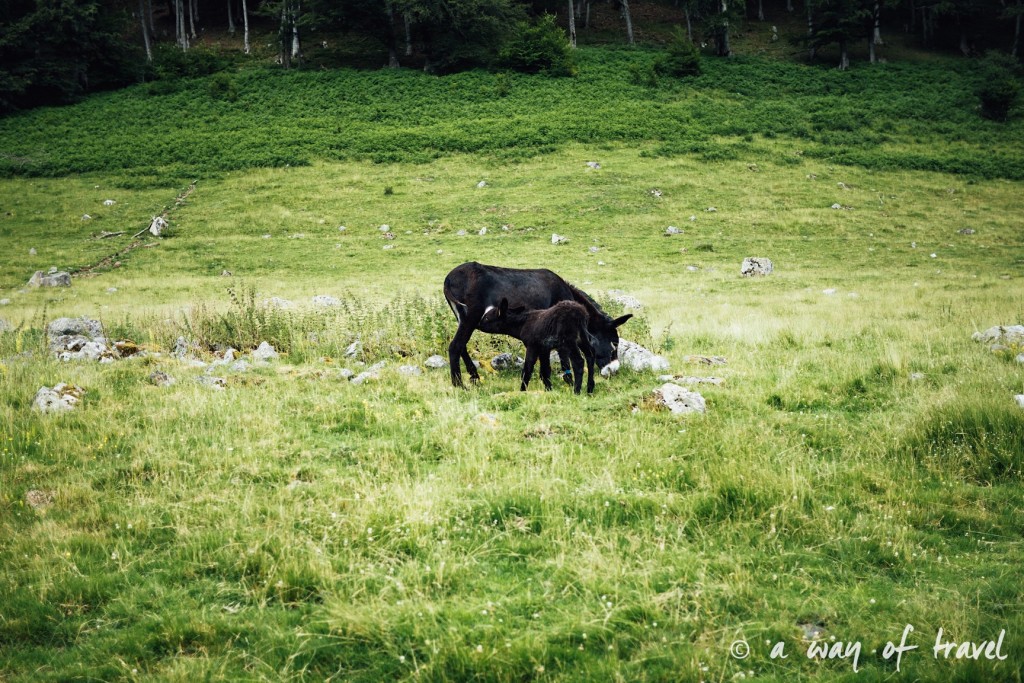 Randonnée pyrénéen lac arou Campan chevaux vaches 4