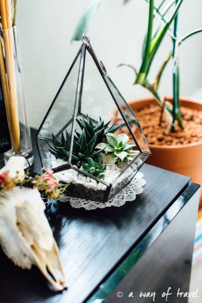 diy-tuto-terrarium-plante-grasse-succulente-5