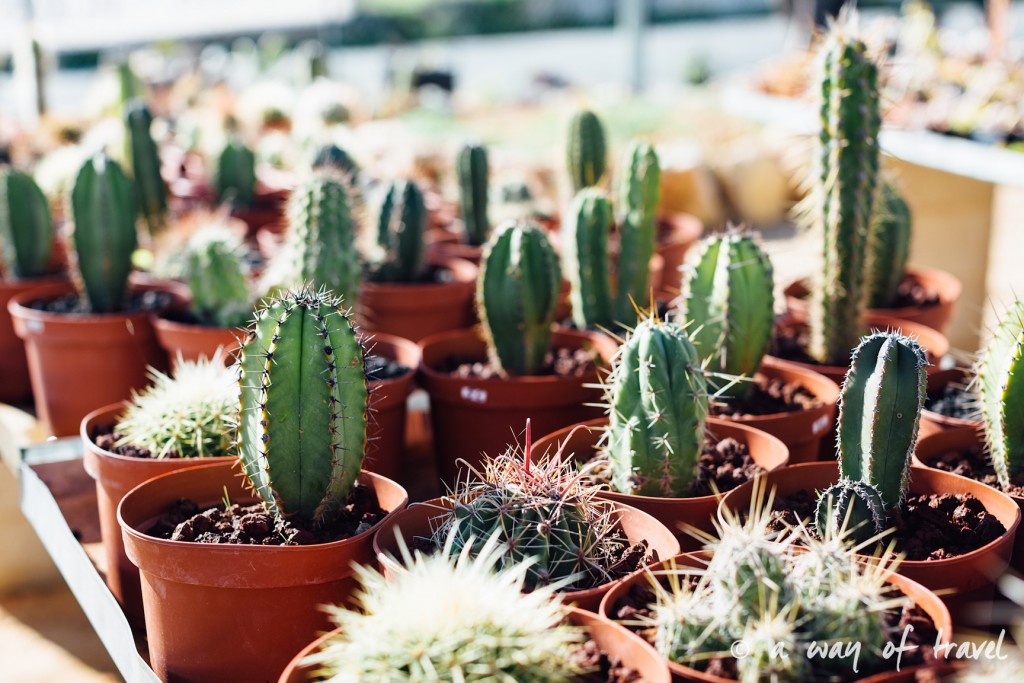 portugal-roadtrip-algarve-cactus-38