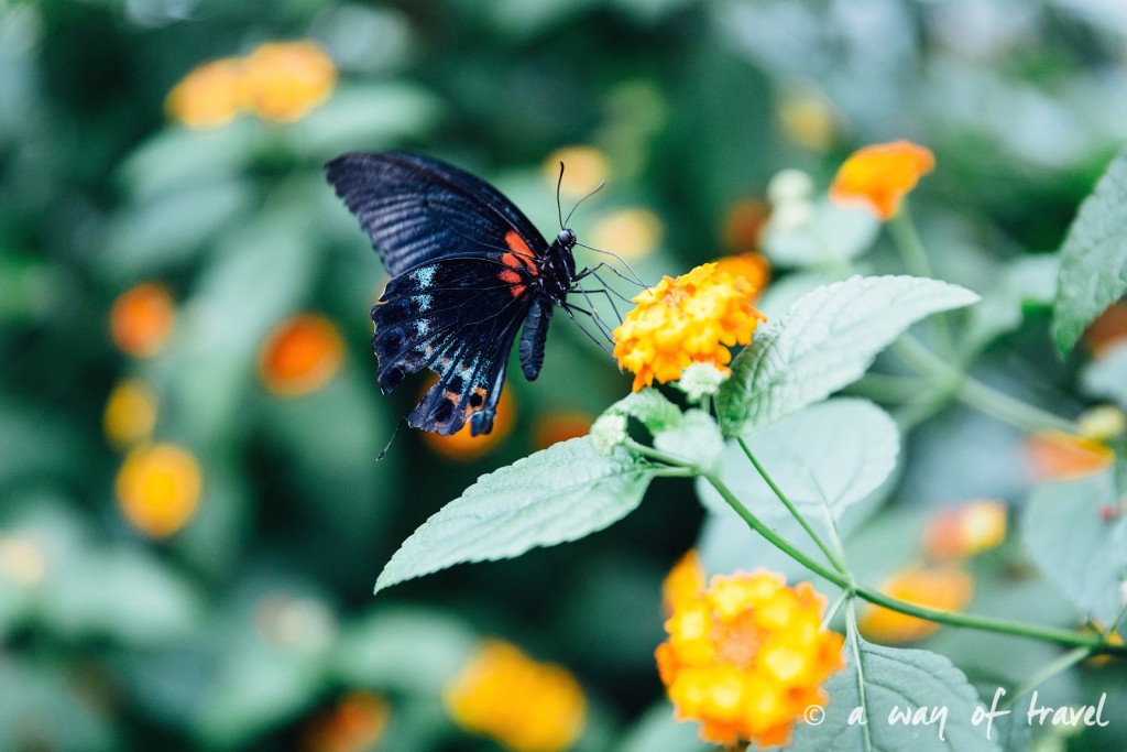montreal jardin botanique 21