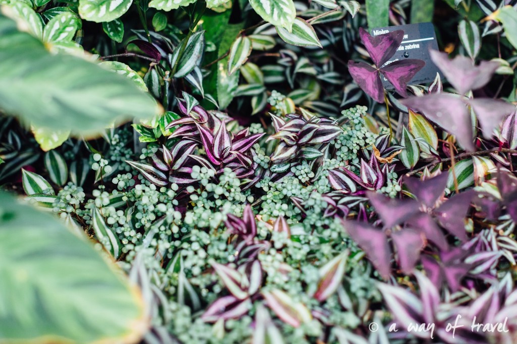 montreal jardin botanique 4
