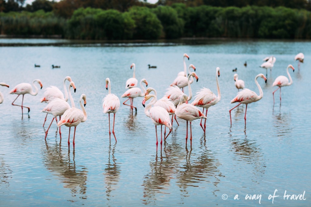 parc ornithologique pont du gau camargue flamants roses saintes maries-1