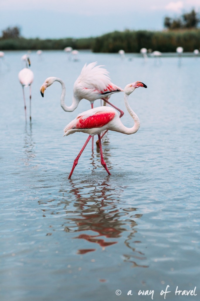 parc ornithologique pont du gau camargue flamants roses saintes maries-13