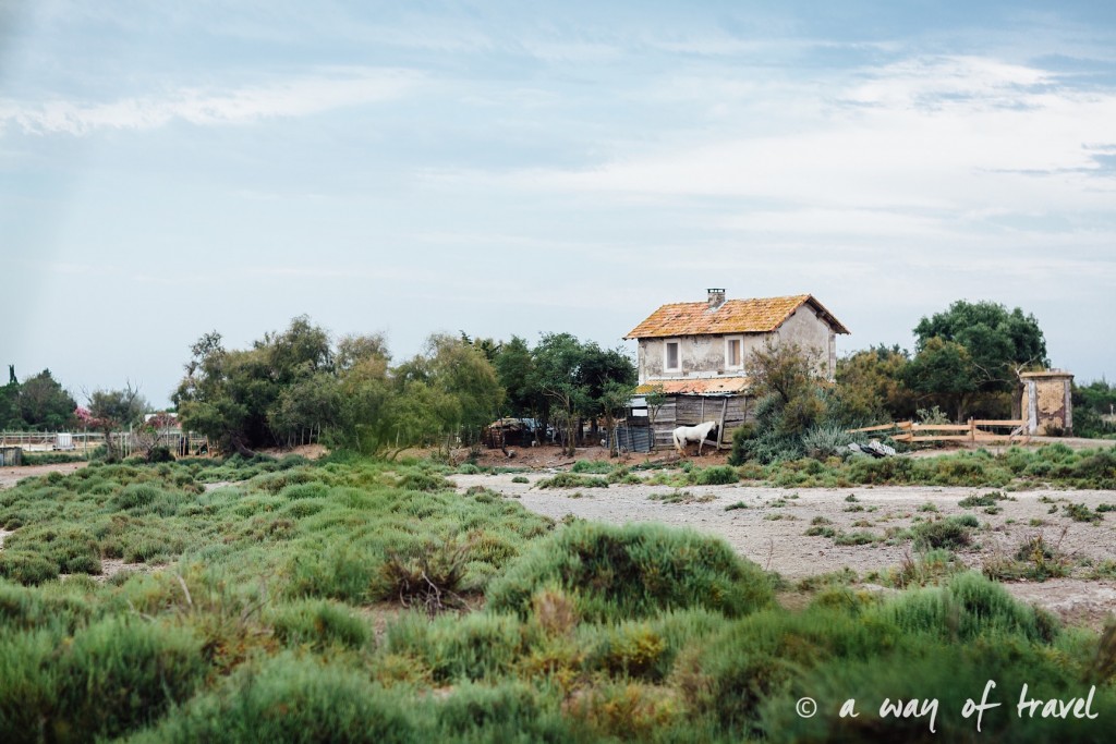 parc ornithologique pont du gau camargue flamants roses saintes maries-19