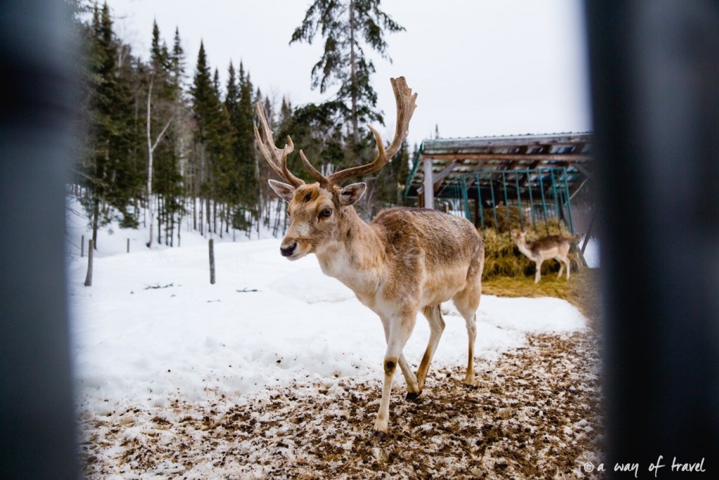 Visiter le quebec hiver 35