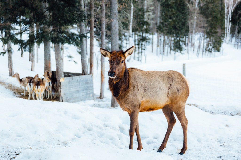 Visiter le quebec hiver 67